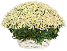 Цветочная композиция из Ромашки в корзине #REPLACE_PRED# Кривандино